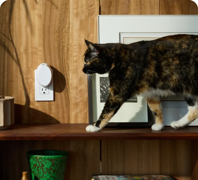 Elevate Your Home's Atmosphere