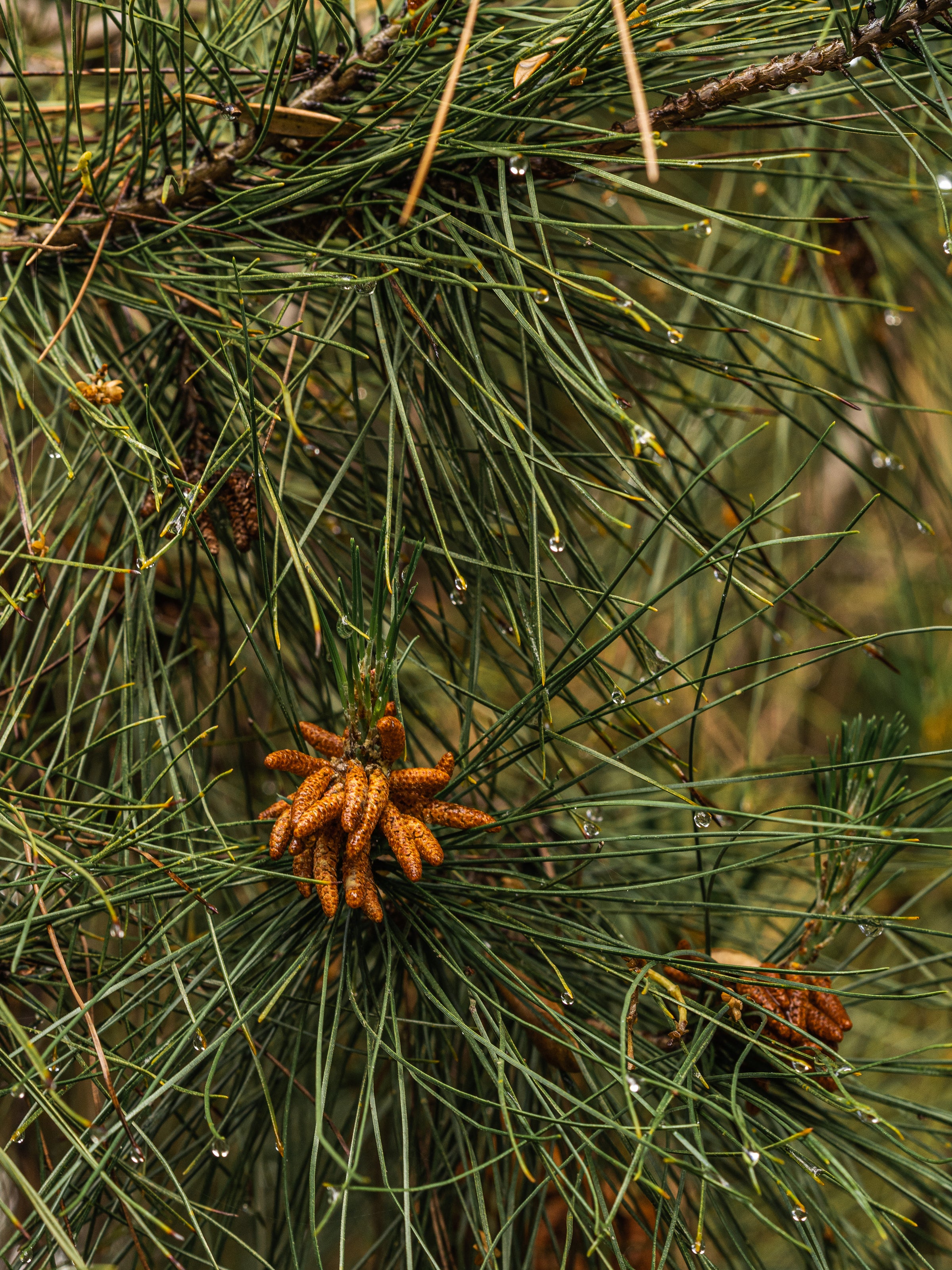 Crystal Pine - Image 2