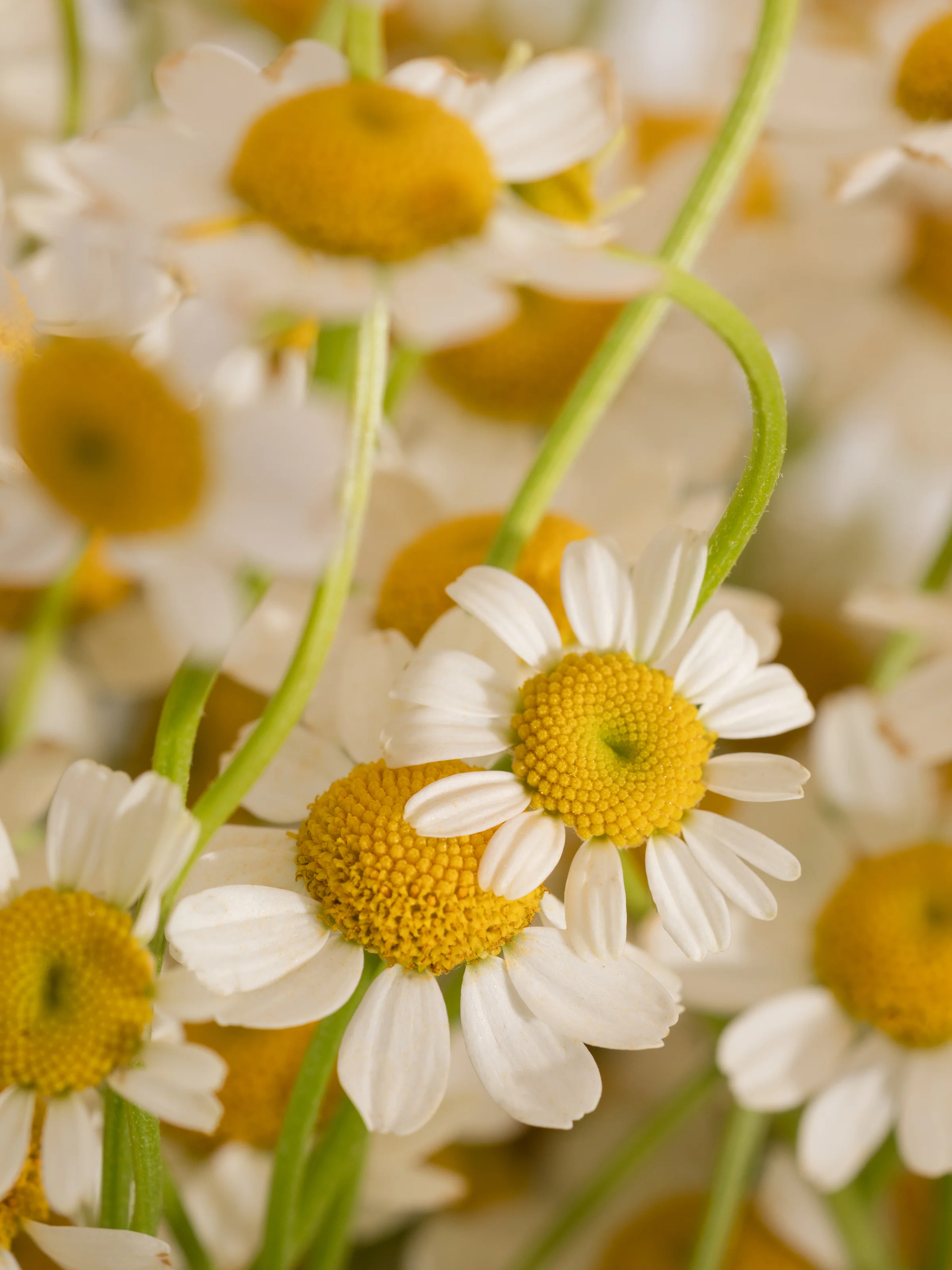 Driftwood & Chamomile - Image 2