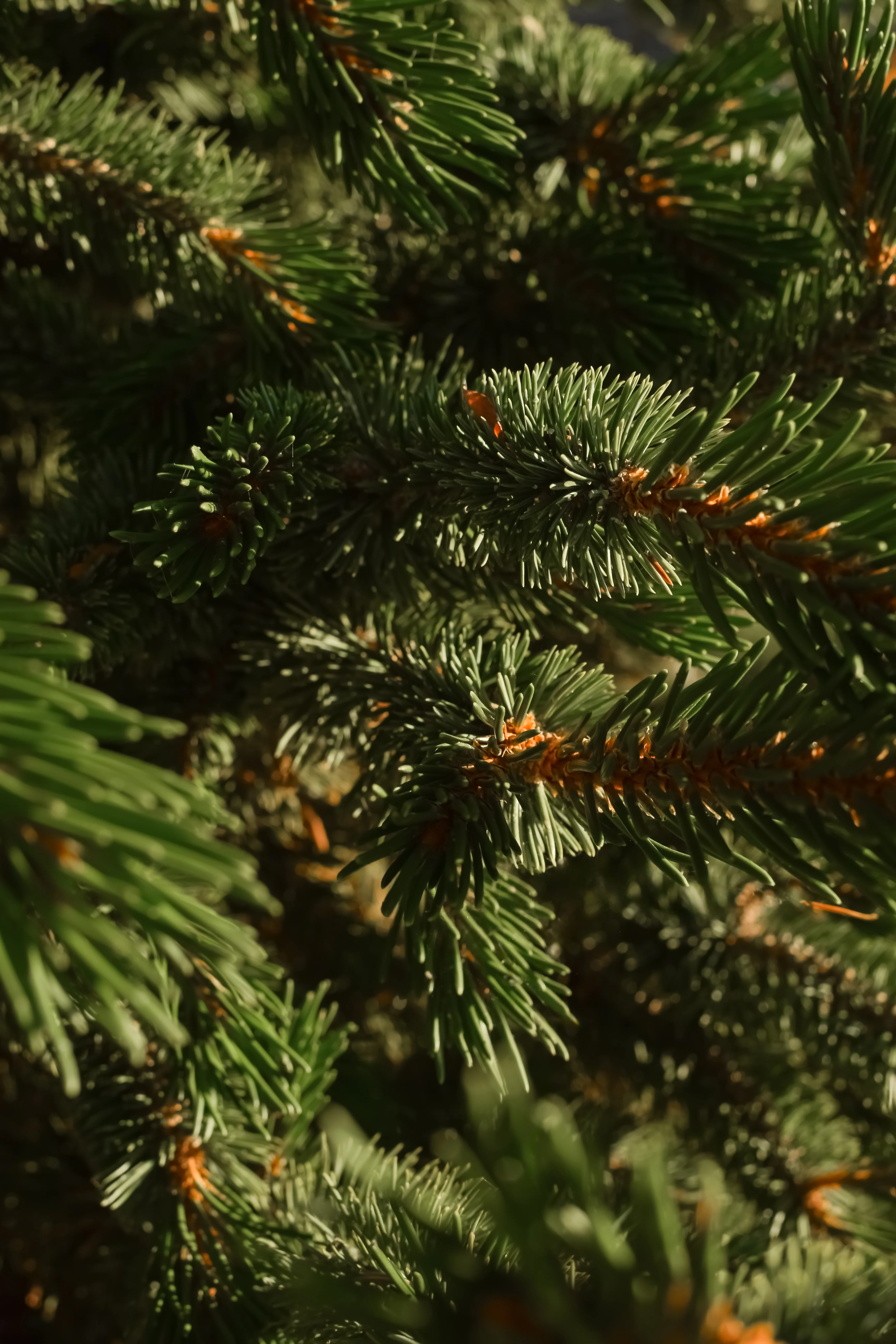 Fallen Fir - Image 2