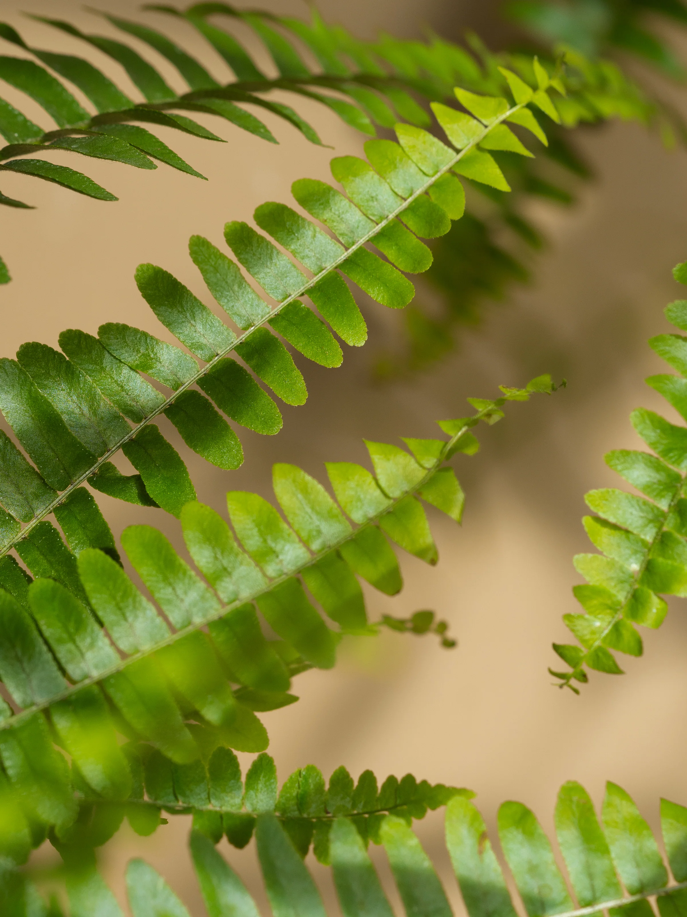 Fern Moss - Image 2