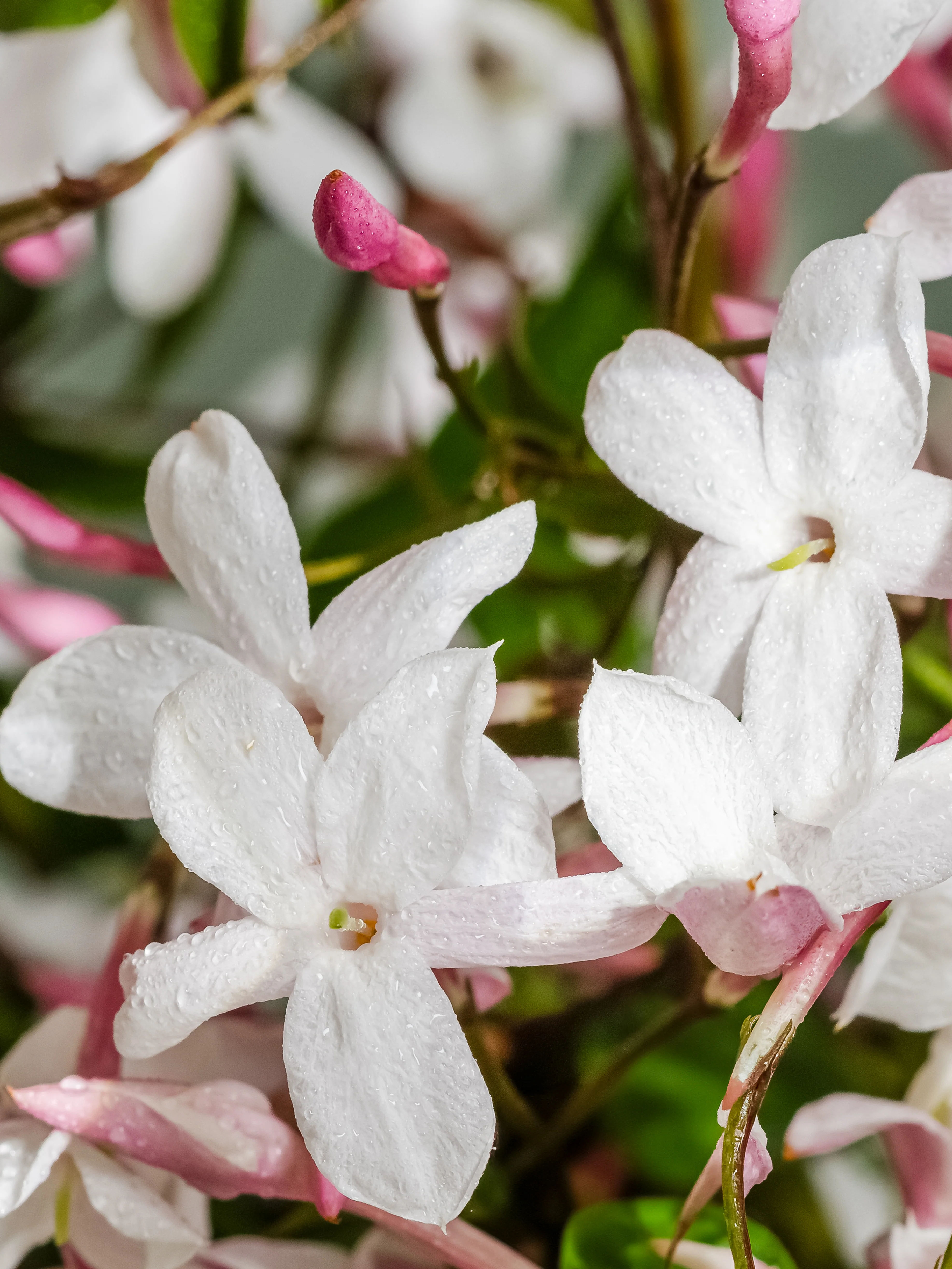 Flowering Currant - Image 2