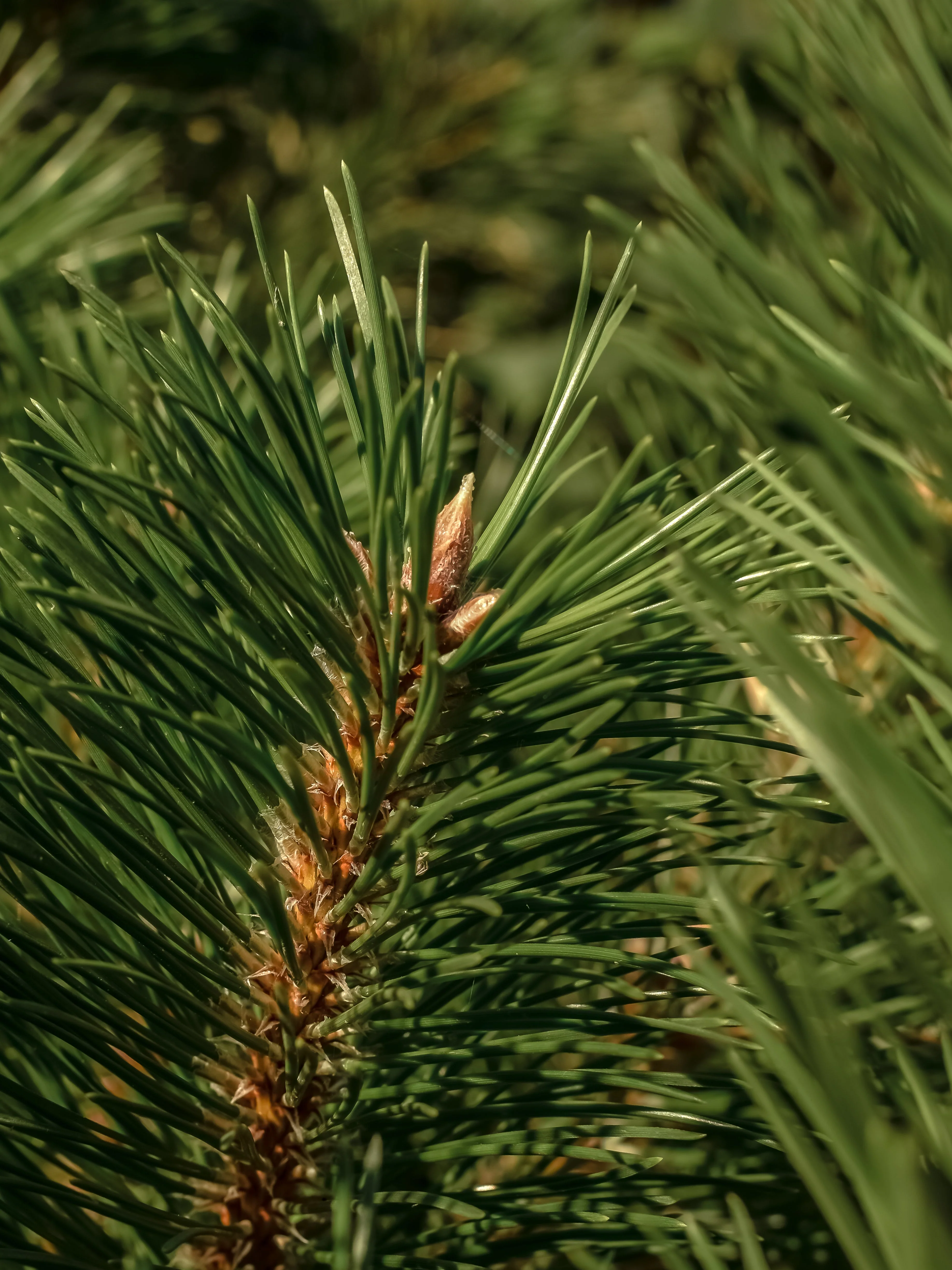 Frasier Fir - Image 2