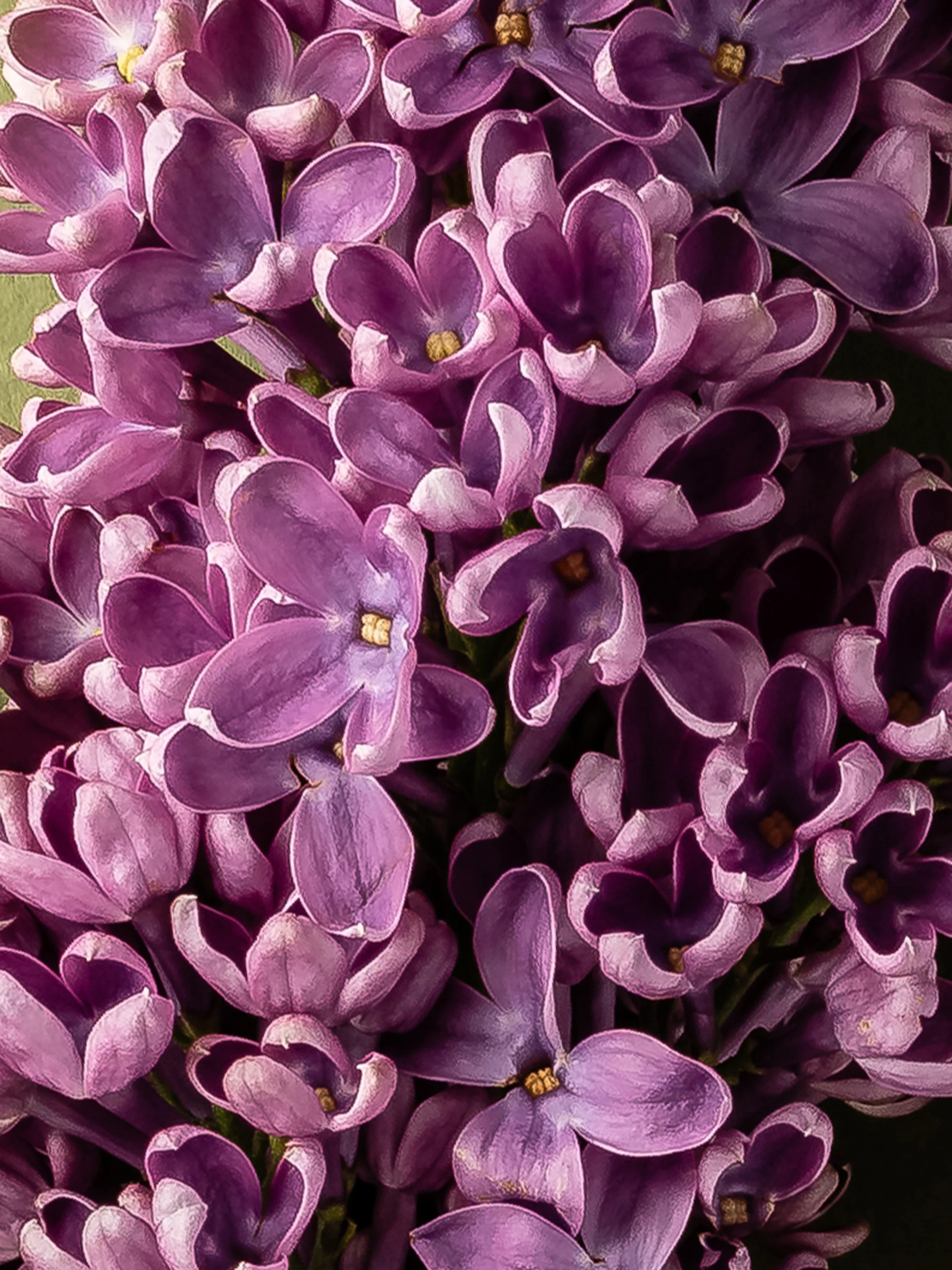French Lilac - Image 2
