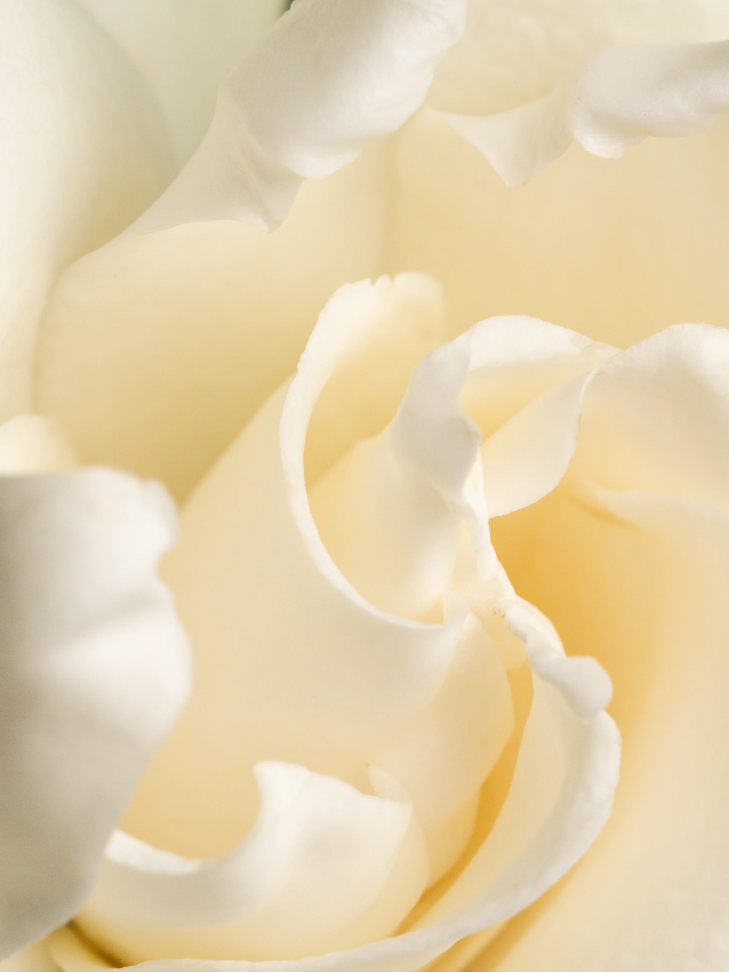 Fresh Cut Gardenia - Image 2