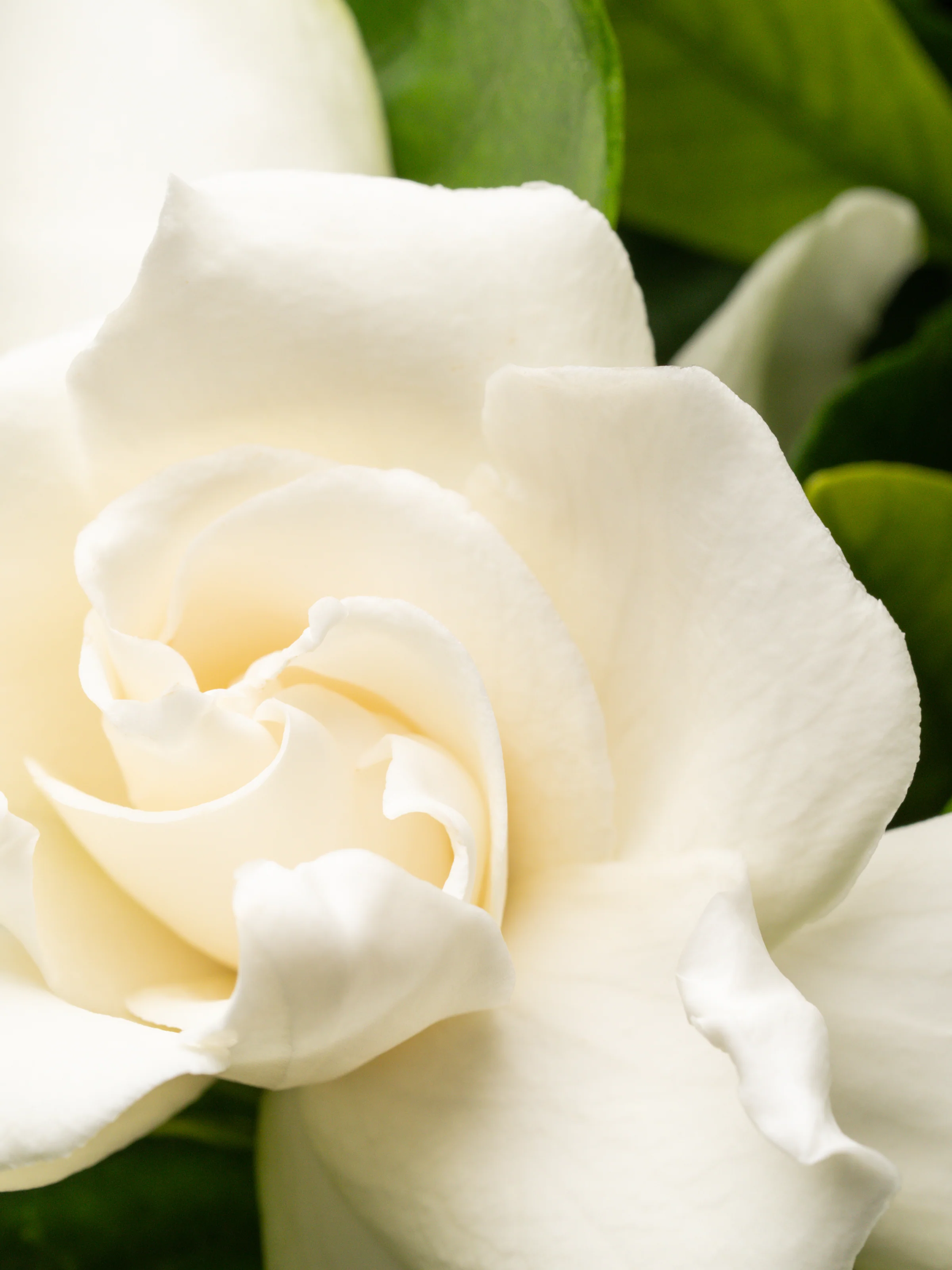 Goldleaf Gardenia﻿ - Image 2