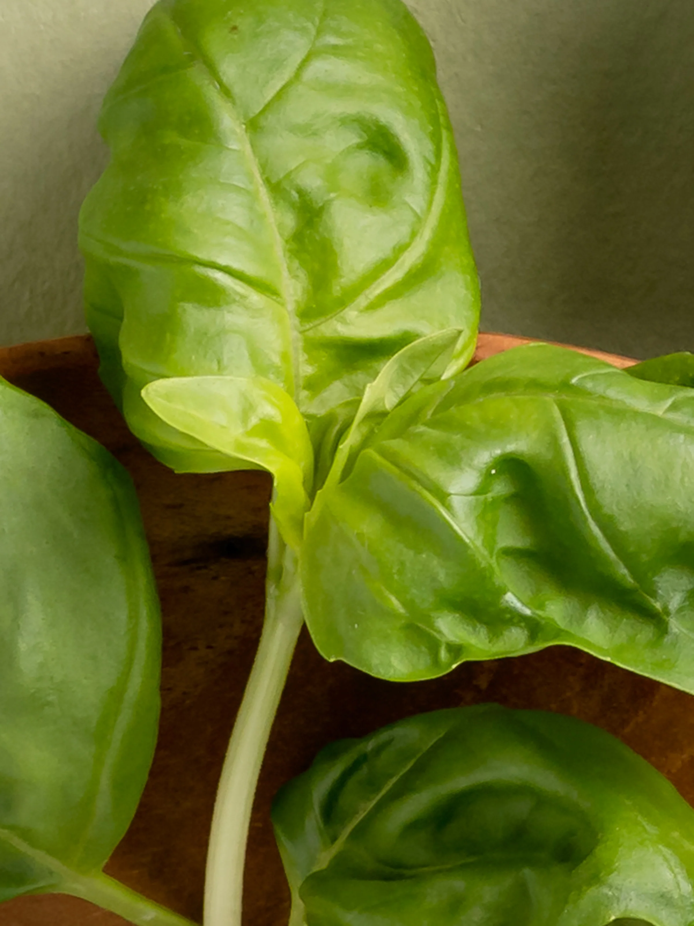 Neroli Basil - Image 2