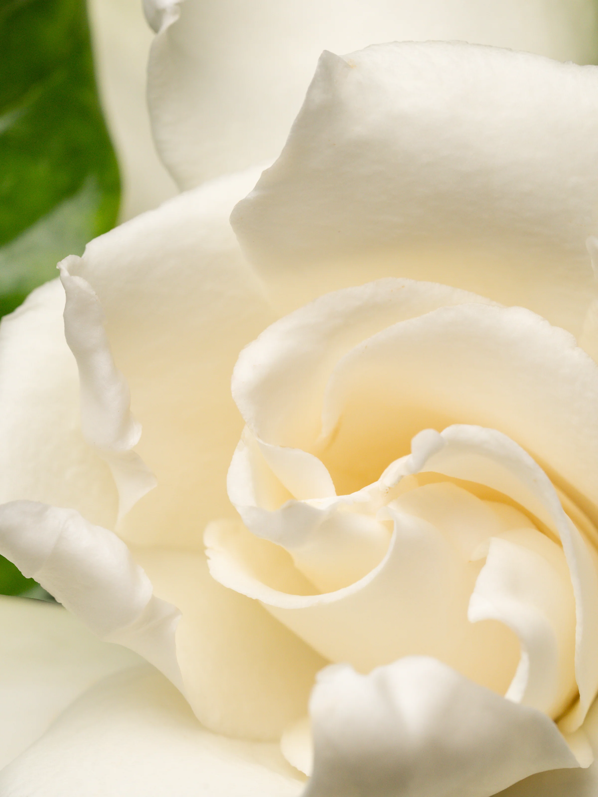 Night Gardenia - Image 2