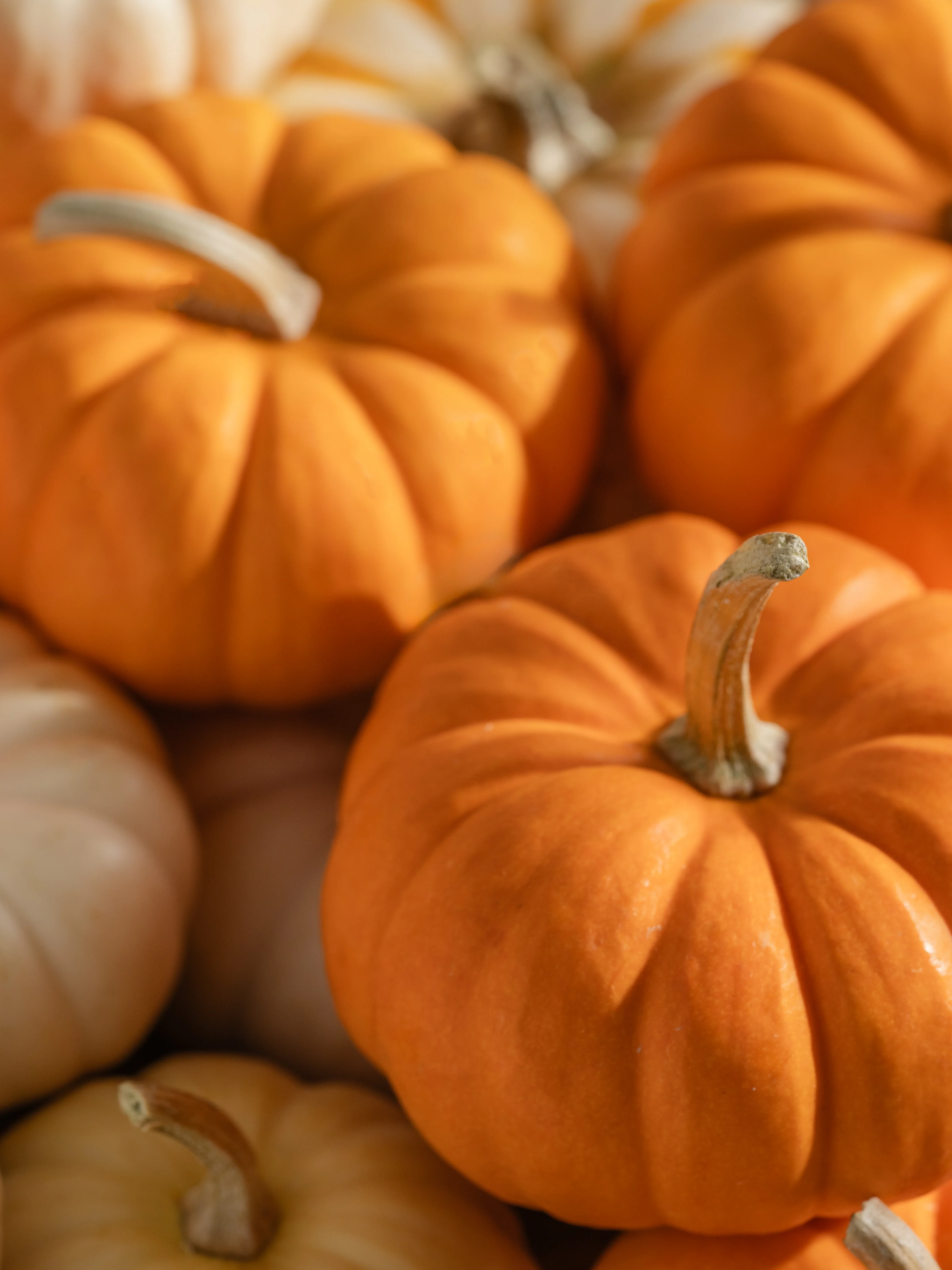 Pumpkin Laurel - Image 2