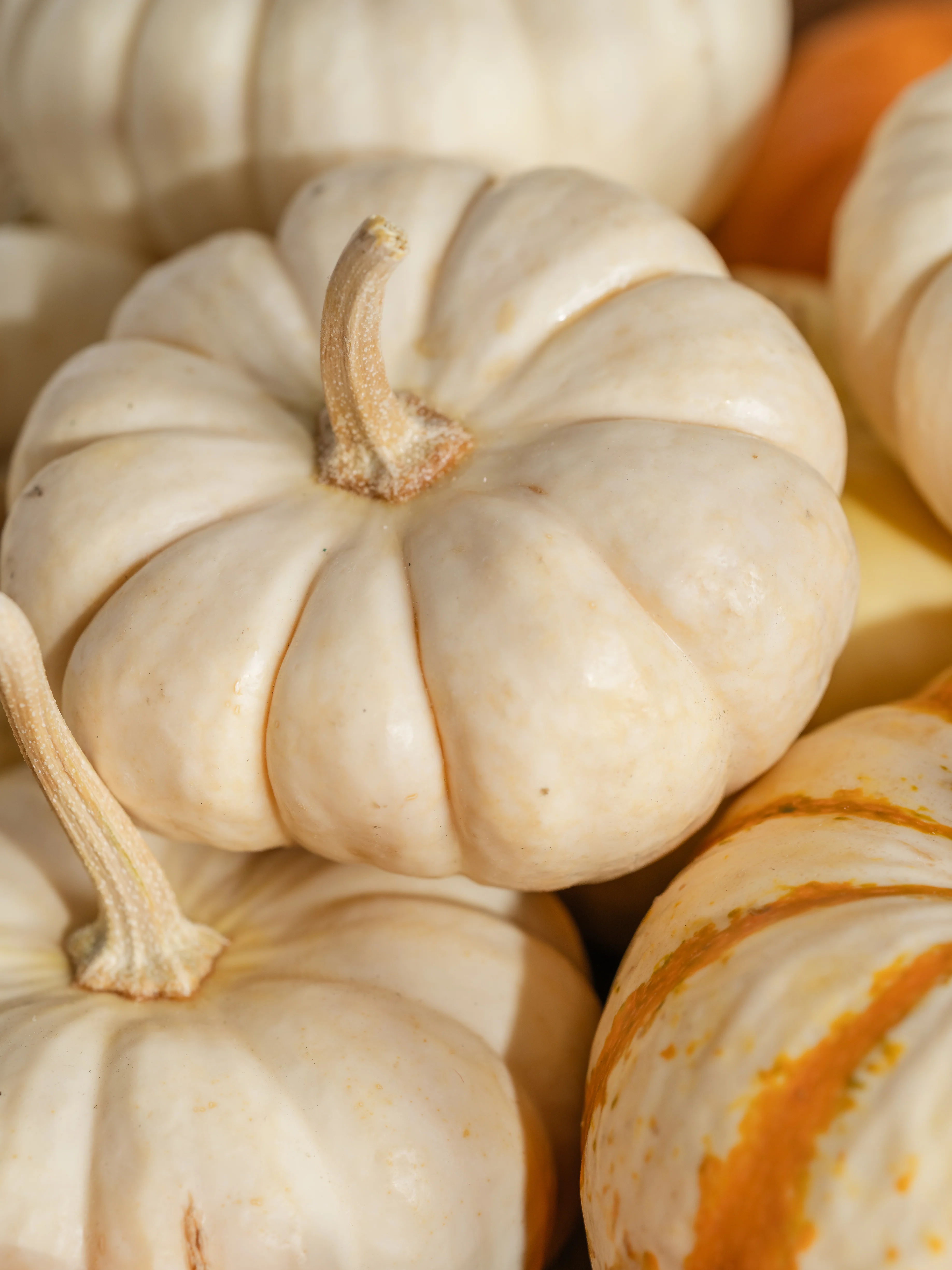 Pumpkin Macchiato - Image 2
