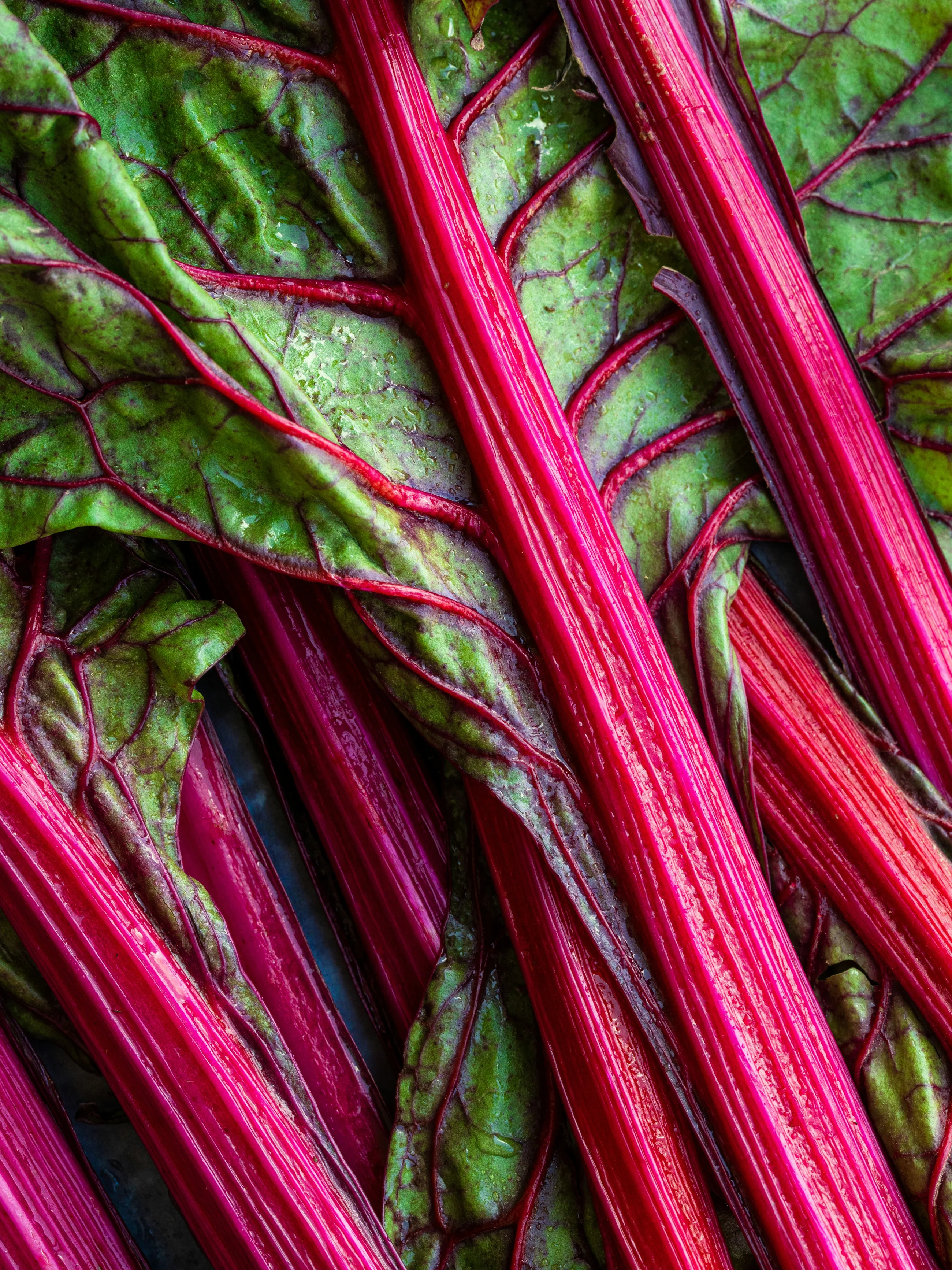 Rhubarb Honey - Image 2