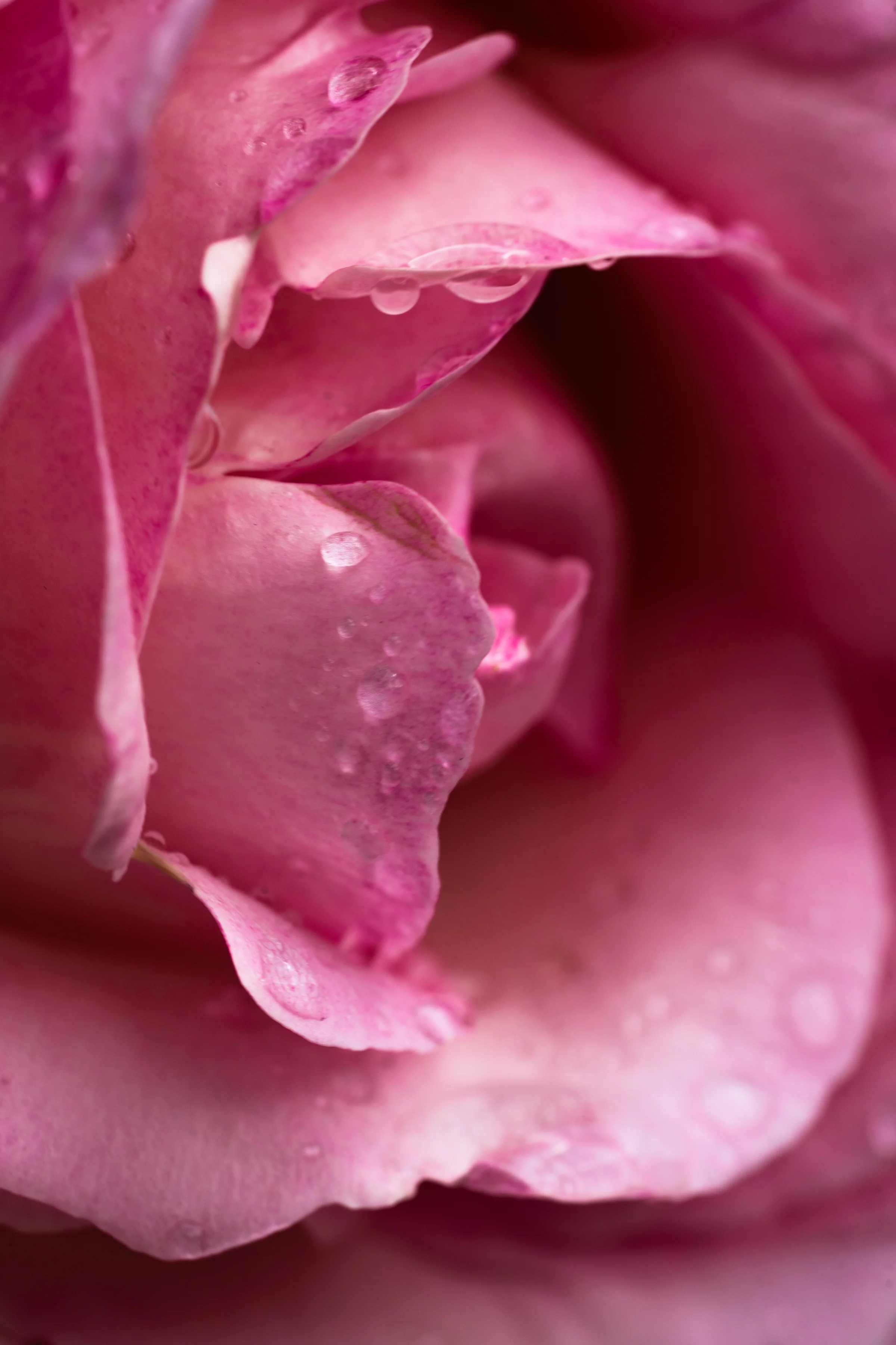 Rose Noir & Oud - Image 2
