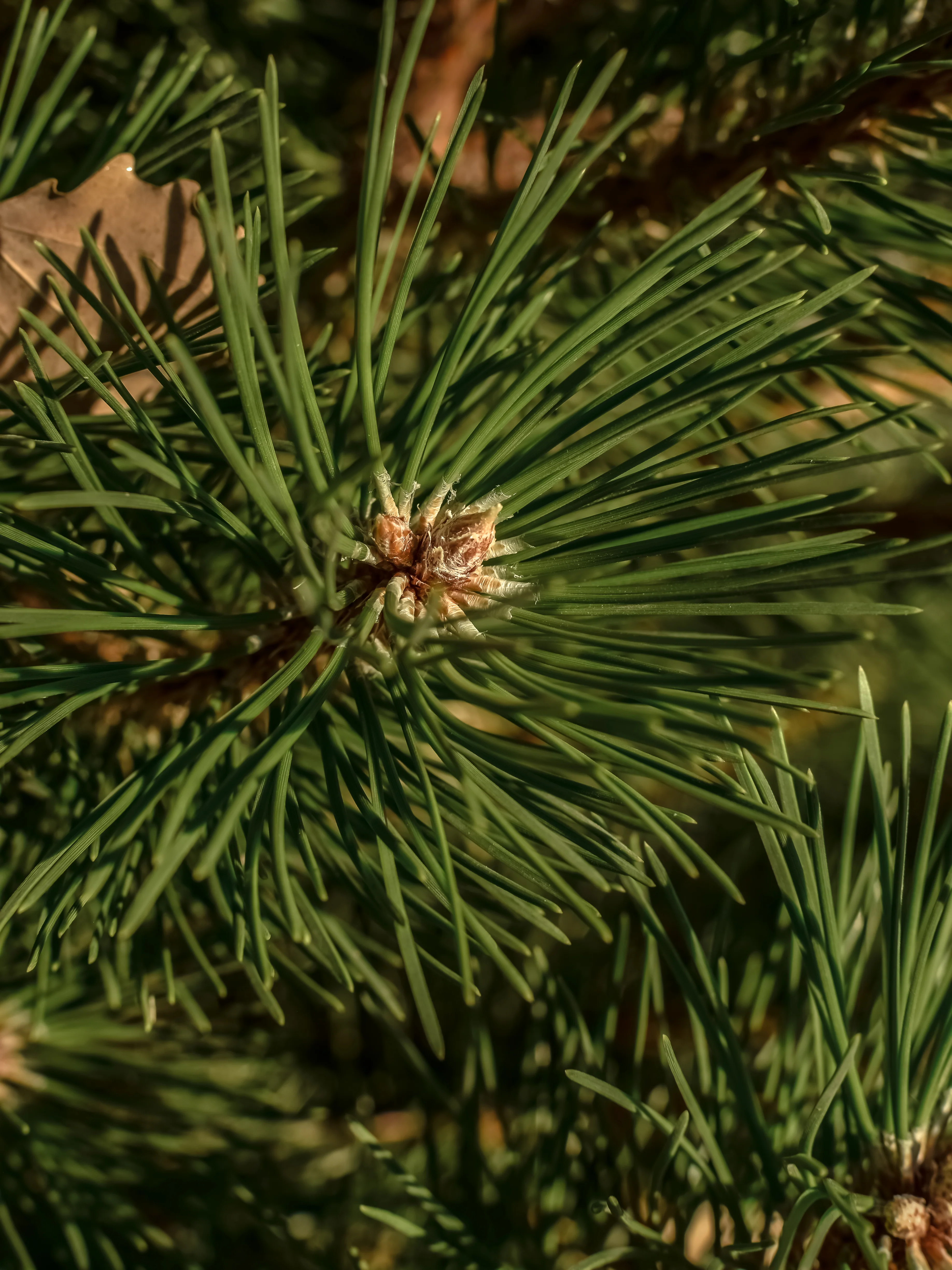 Sea Pines - Image 2