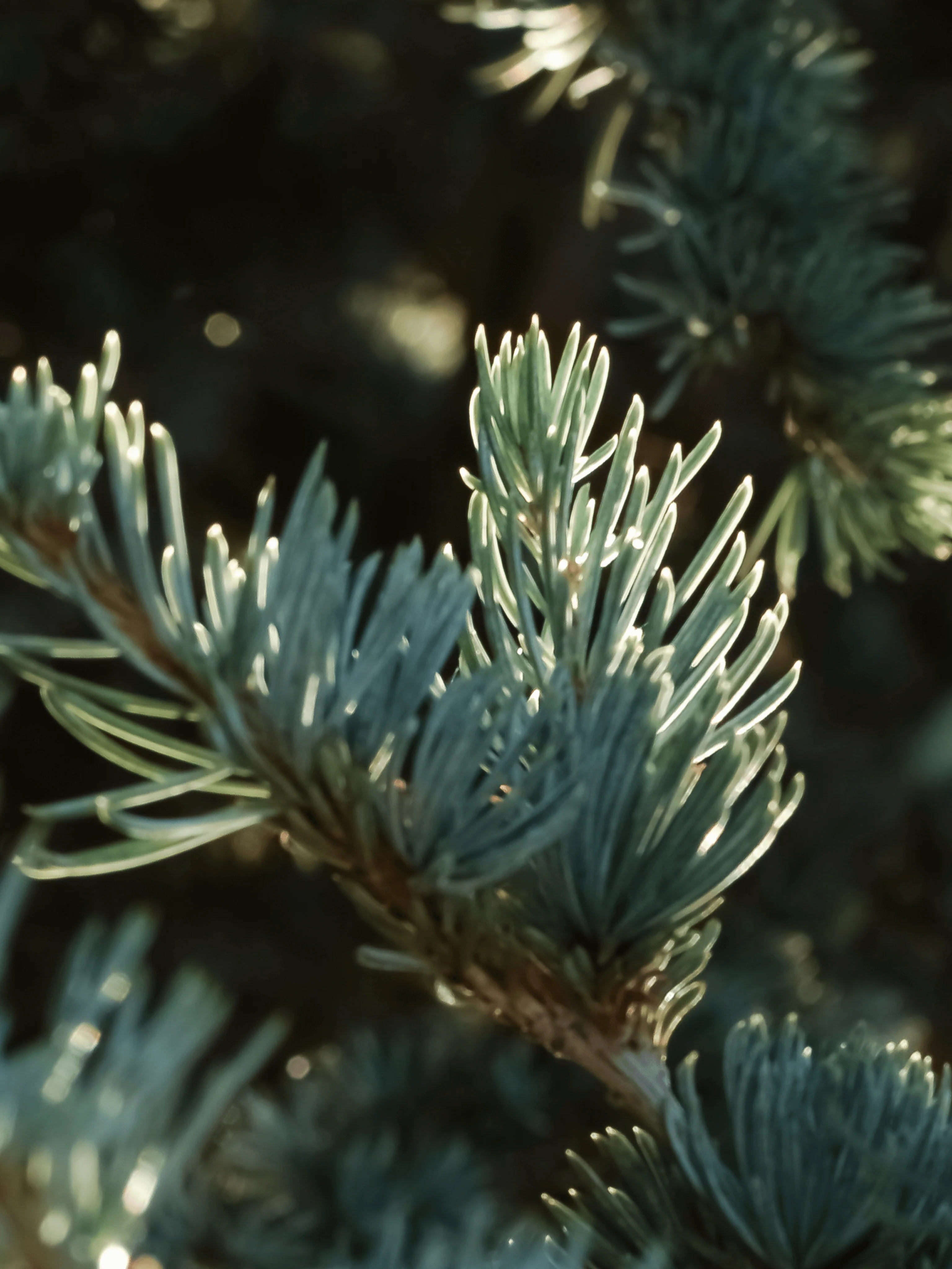 Spruce in Mist - Image 2