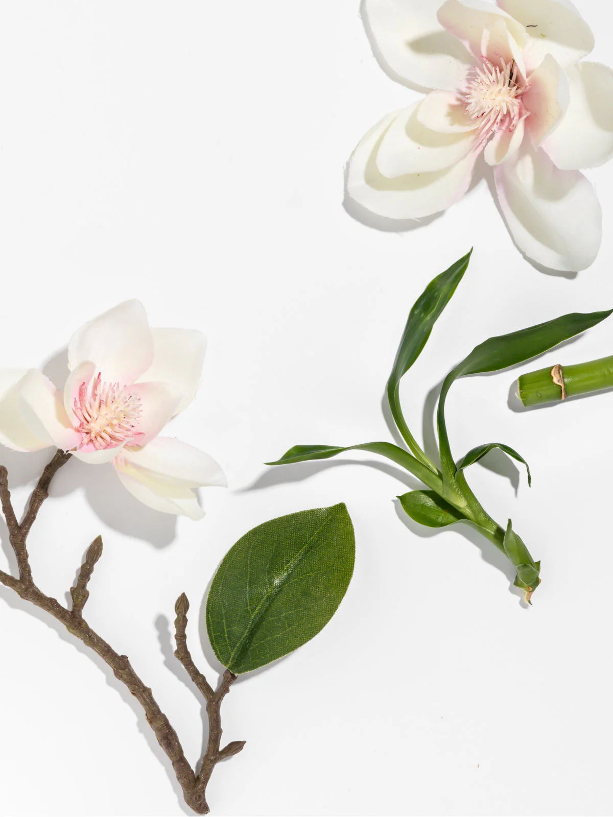 Star Magnolia - Image 2
