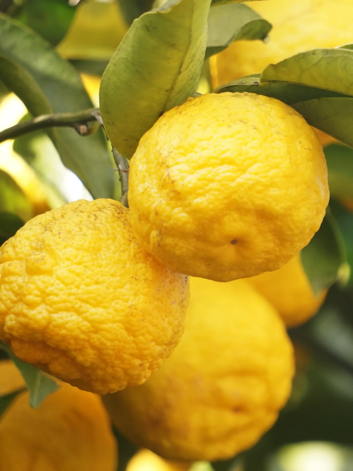 Sunlit Yuzu & Neroli - Image 2