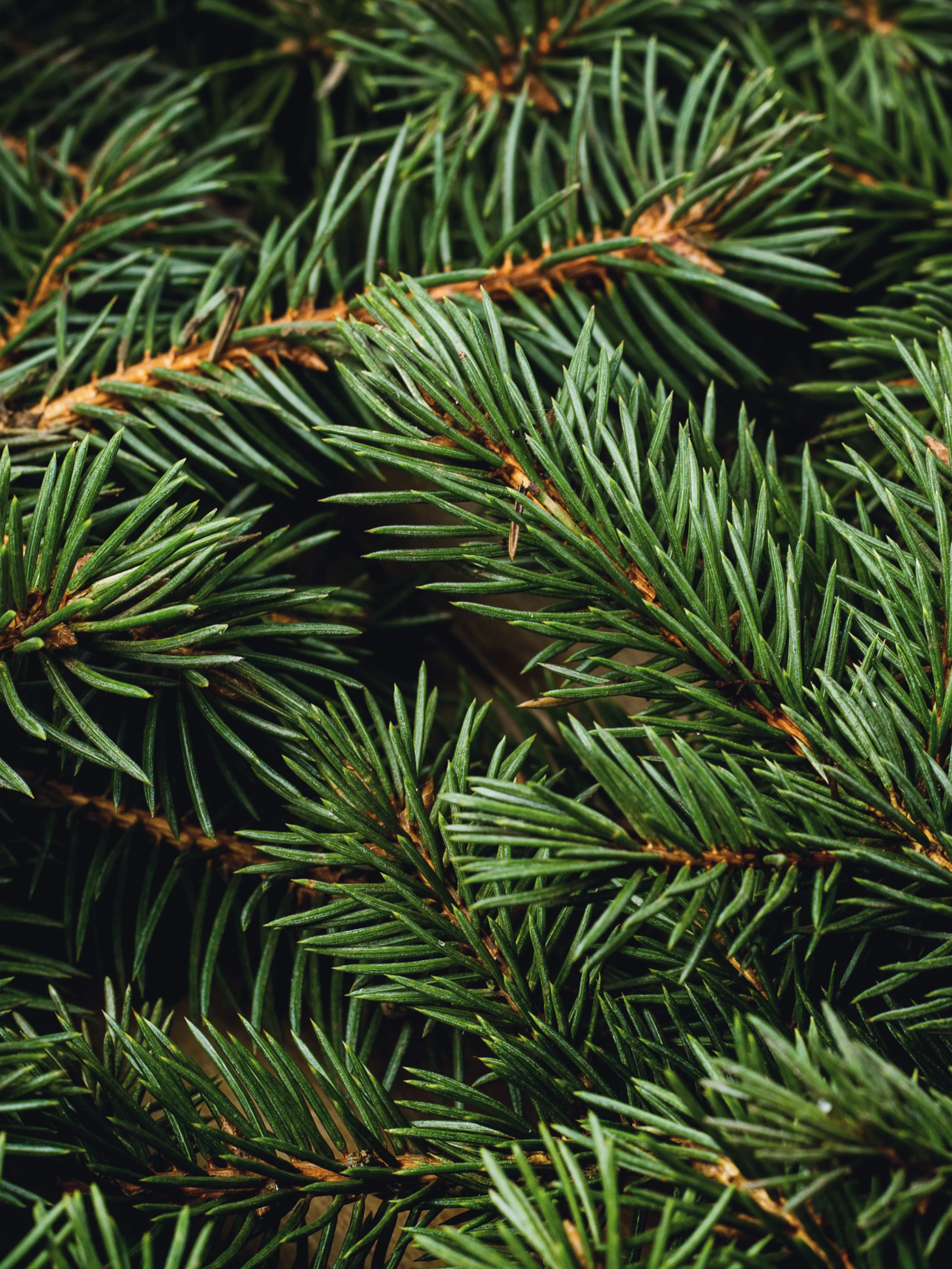 Swiss Pine & Eucalyptus - Image 2