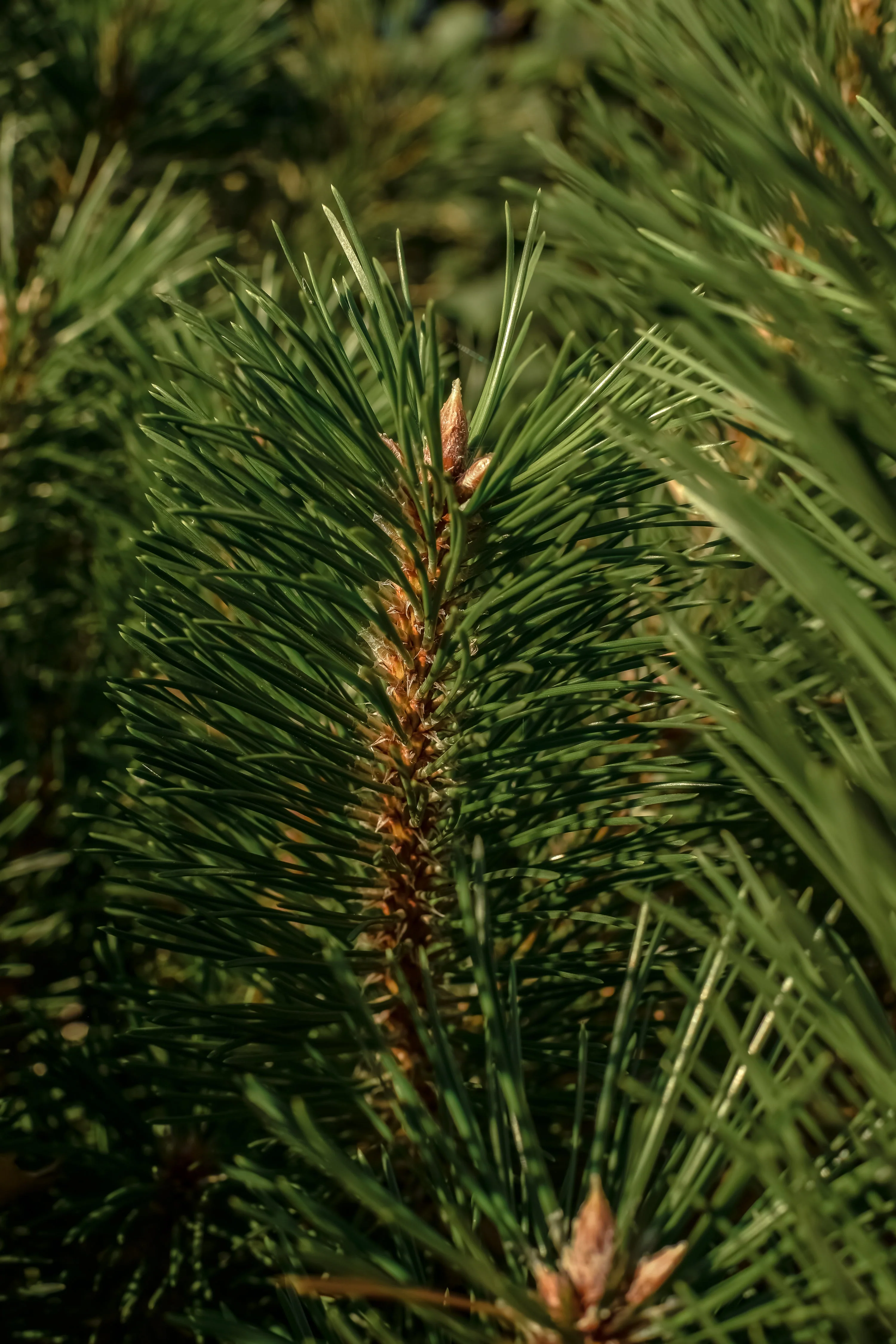 The Smell of Tree - Image 2