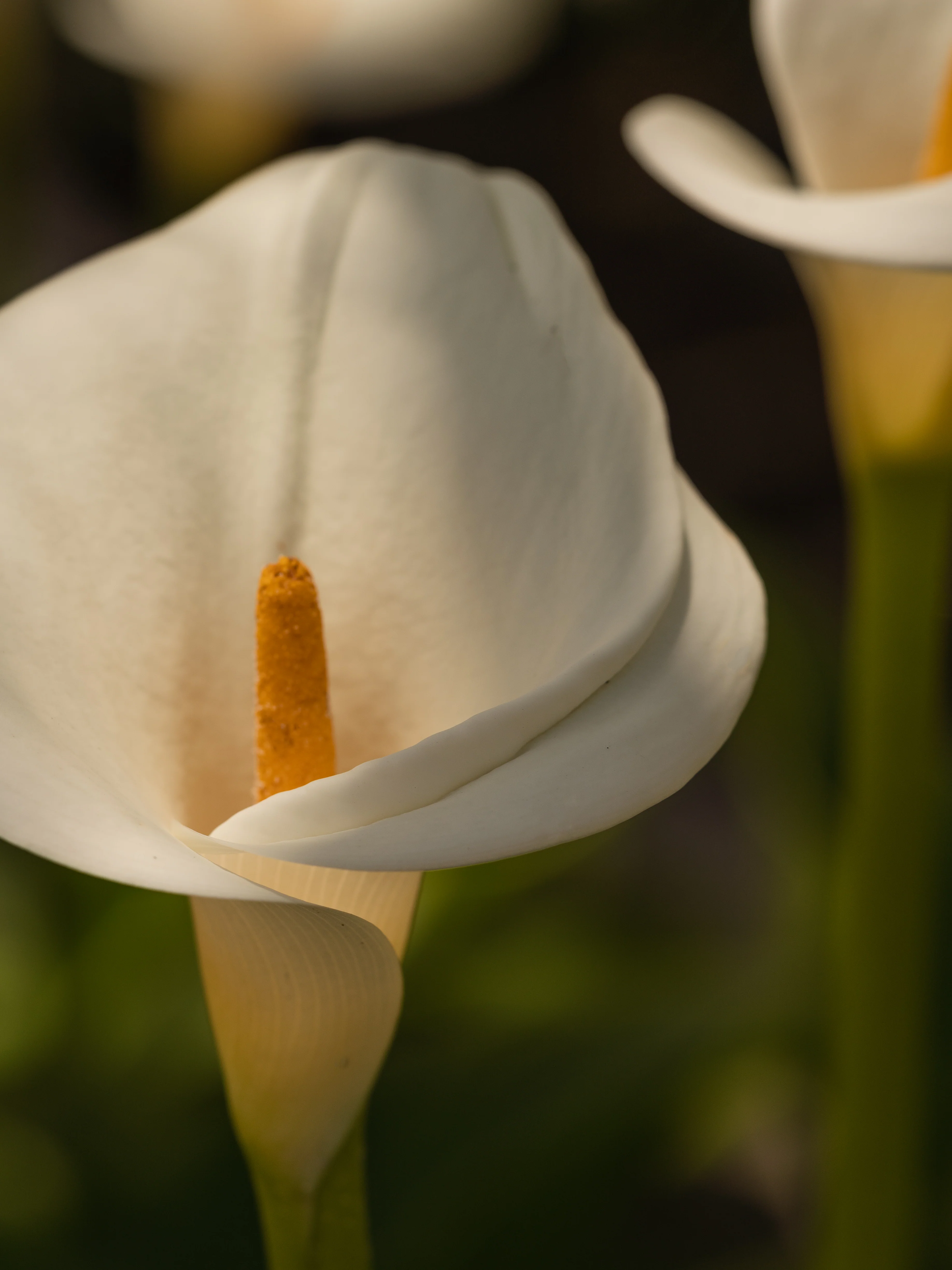 White Flower No. 42 - Image 2