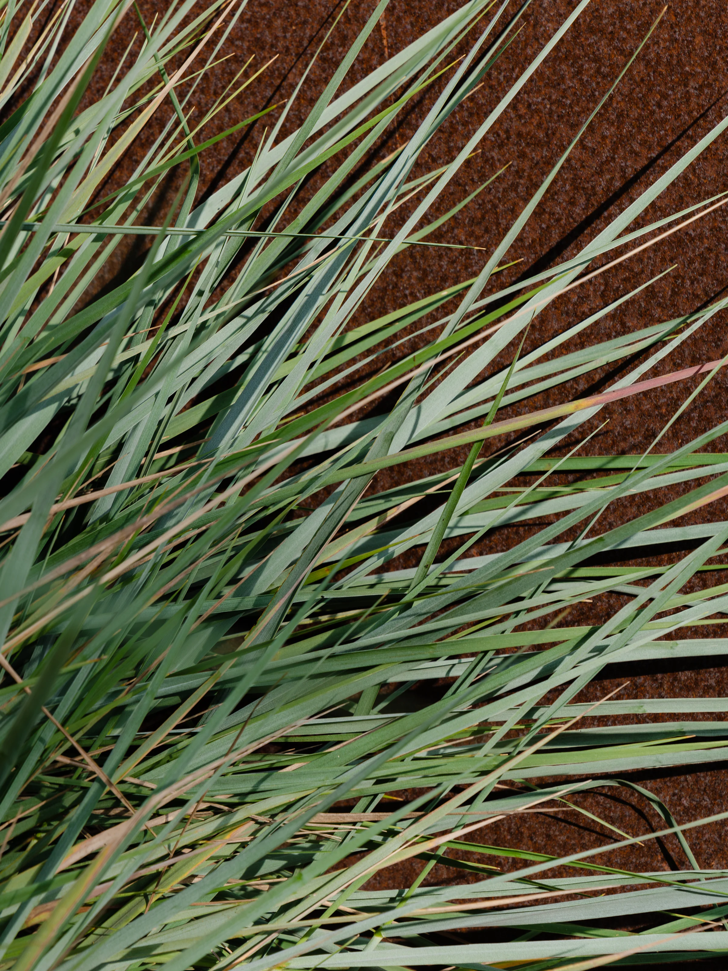 White Vetiver - Image 2