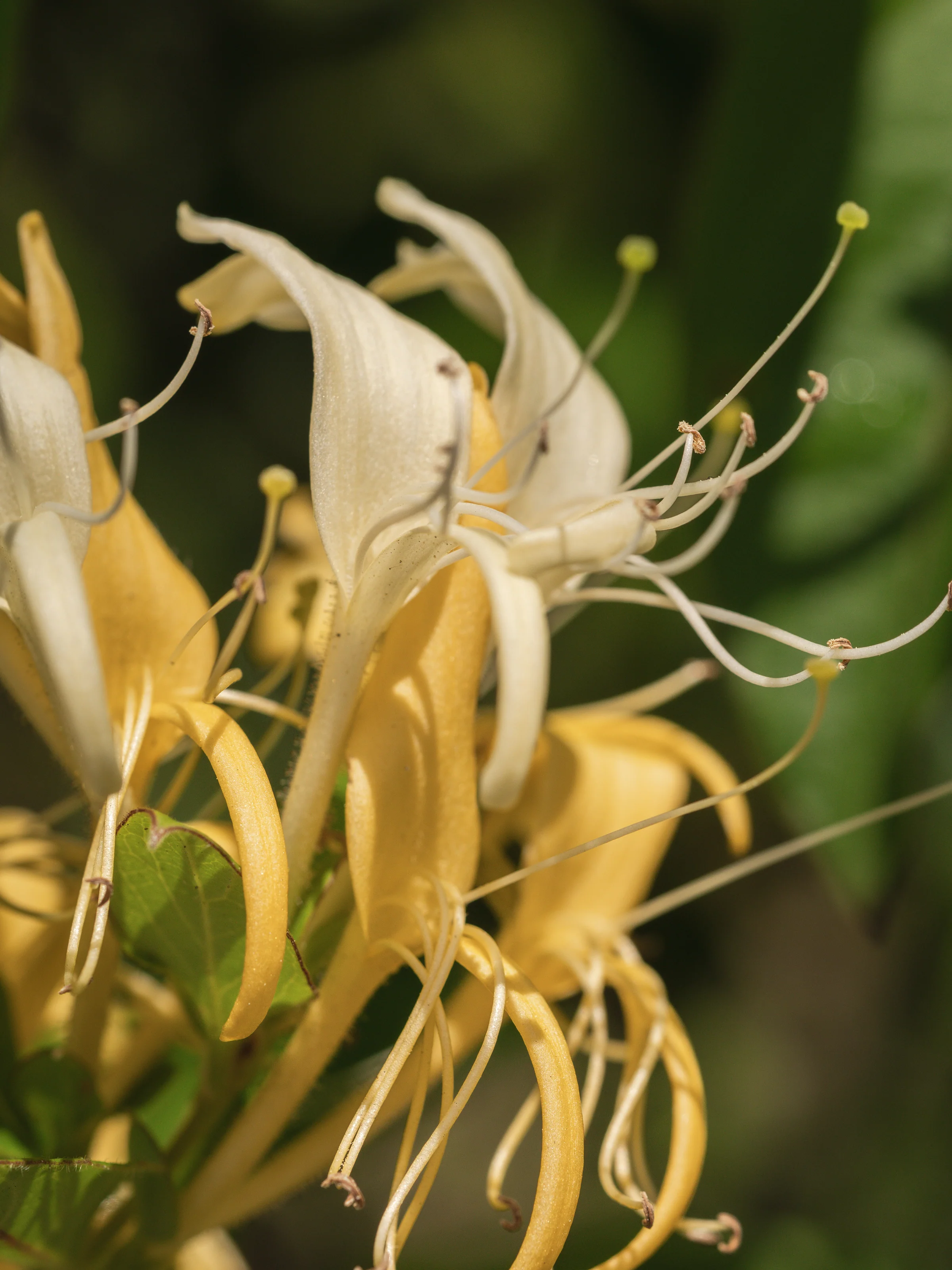 Wild Honeysuckle - Image 2